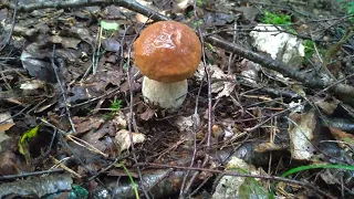 Приехали в смешанный лес за грибами в августе: поддубовики, белые, подберезовики, лисички,дождевики.