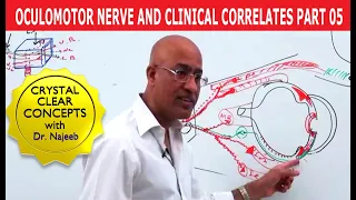 Oculomotor Nerve and Clinical Correlates Part 5