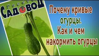 Почему огурцы кривые? Как правильно накормить огурцы?