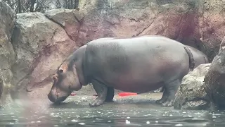 FIONA’S BIRTHDAY!  SHE IS 7!!  @ the Cincinnati zoo