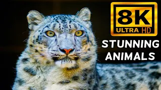 Wild Animals Collection 8K Video Ultra HDR with Piano Sounds 60fps