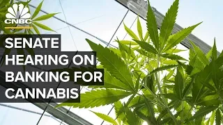 Senate hearing on cannabis industry and banking challenges – 07/23/2019