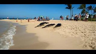 HBEP Hanauma Talks (10.29.20) : "Meet your neighbor island Hawaiian monk seal recovery programs”