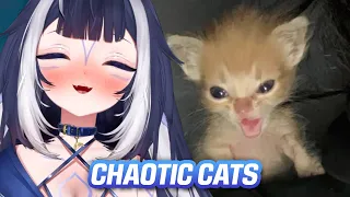 Shylily Reacts to Chaotic Cats Who Chose Violence