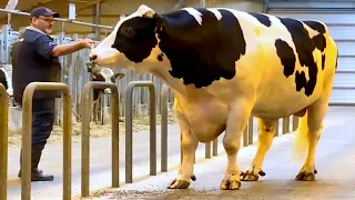 Huge Holstein Friesian Bulls