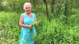 Чіпець. Galium aparine