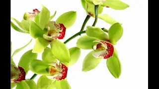 7 Most Expensive Flowers in the World - Toronto Flora (Toronto's Best Flower Delivery Service)