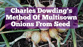 Charles Dowding's Method Of Multisown Onions From Seed / No Dig Allotment Kitchen Garden