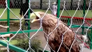 Heavy metal rock by birds