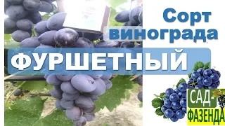 Сорт винограда Фуршетный