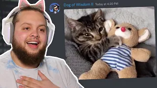 Wholesome Memes but It’s Actually Just Cat Videos for 20 Minutes Straight