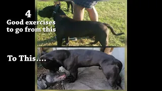 4 good exercises that build strength and muscle in Bull Breed Dogs for fitness. Part 1
