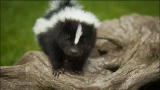 Скунс|Для чего скунс выделяет неприятный запах?|Skunk|Why does a skunk emit an unpleasant odor?