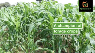 Burkina Faso: A champion of forage crops