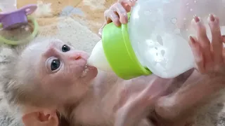 Cute newborn baby monkey drinking milk | Zim Family