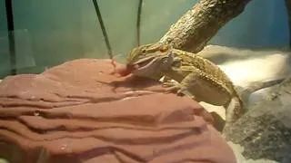 Bearded Dragon eating Pinky Mouse (bit in half)