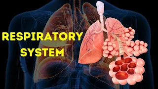 Respiratory System 3D Animation 4K