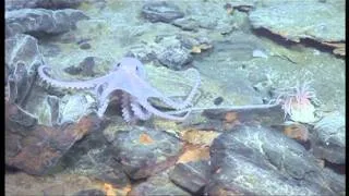 Antarctic vent octopus