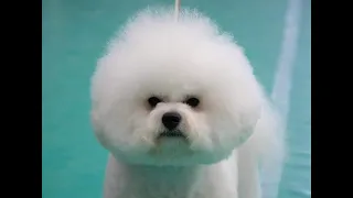 How to groom a Bichon Frise