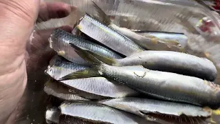 💥РЫБКА ПРЯНОГО ПОСОЛА🐟СОСЕД поделился СЕКРЕТНЫМ РЕЦЕПТОМ👩‍🍳ТУРЦИЯ АНТАЛИЯ