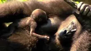 It's a Girl and Gladys News - Cincinnati Zoo