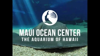 The Maui Ocean Center