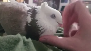 Happy Cuddly Pet Pigeon