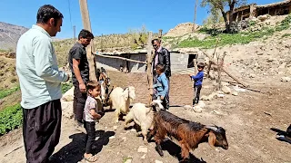 Buying a goat by Ostad Imran: happiness and energy for the family