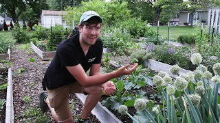 5 Reasons Your Squash Plants Are Only Producing Male Flowers