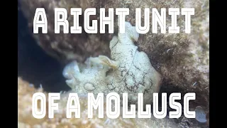 Snorkel adventures in Polis, Cyprus - Episode 3: A right UNIT of a mollusc