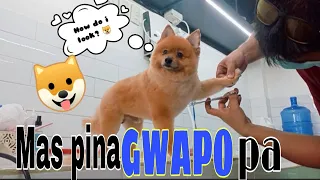 GROOMING A POMERANIAN PUPPY