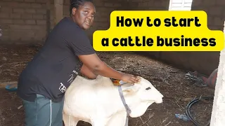 HOW TO START A CATTLE BUSINESS: update 2 #farming #africa #animals #ghana #savannah