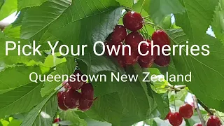 Pick Your Own Cherries in Dam Good Fruit Orchard, Queenstwon