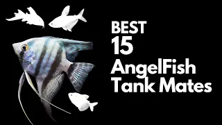 15 Best Angelfish Tank Mates (You Must Try With Your Angels)