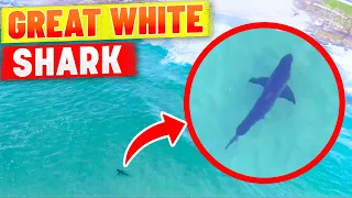 Great White Shark Spotted At Tamarama Beach