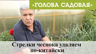 Голова садовая - Стрелки чеснока удаляем по-китайски