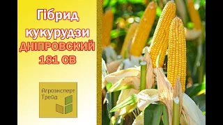 Кукурудза Дніпровський 181 СВ 🌽 - опис гібрида 🌽