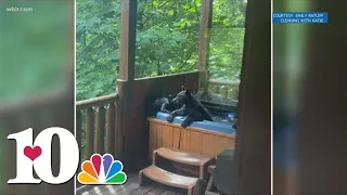 How Cute! Bears in a hot tub in Gatlinburg!