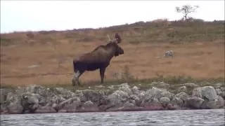 Long Shot at Newfoundland Moose