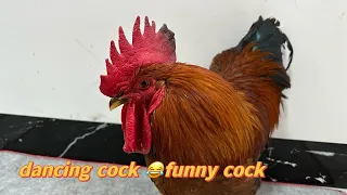 Chicken Song and Dancing Rooster - Funny Chicken Dance Kitten appreciates funny cock dancing😂