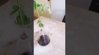 Sulphuric acid and Rose 🌹 Flower Amazing Reaction.. Must watch