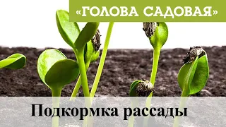 Голова садовая - Подкормка рассады