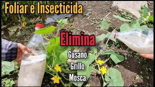 Potente Insecticida  y Foliar fortalece nuestra Milpa, PEPINO y Frijol - Además Elimina insectos