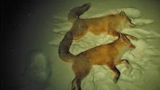 И снова две лисы. Охота на лису.