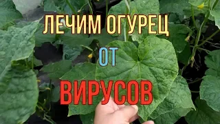 ВИРУС НА ОГУРЦЕ!!! ИСПОЛЬЗУЕМ ЭТОТ МЕТОД