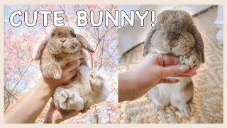 Adorable Things My Rabbit Does