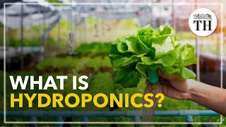 All about Hydroponics