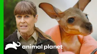 Terri Irwin Helps Raise an Orphaned Wallaby Joey | Crikey! It's the Irwins