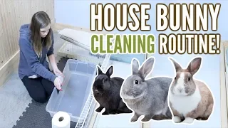 My Cleaning Routine with House Rabbits