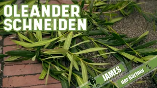 Wie und wann schneidet man eigentlich Oleander? | James der Gärtner